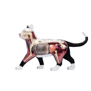 2X Анатомическая модель органов животных 4D Игрушка для сборки Интеллекта кошки Обучающая Анатомическая модель DIY Научно-популярная техника