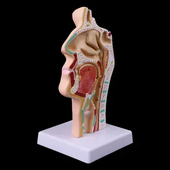 Прямая поставка Анатомическая носовая полость человека, Анатомия горла, Медицинская модель, учебное пособие
