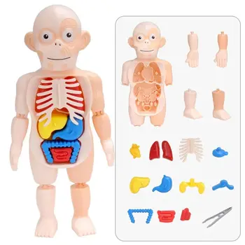 Школьные принадлежности, игрушка в виде органа, Кукла с человеческим телом, Модель человеческого органа, Обучающий инструмент, Обучающие игрушки